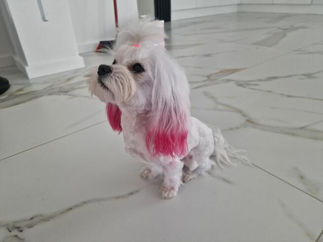 Odchowana sunia maltanczyk xxs 2kg Mia