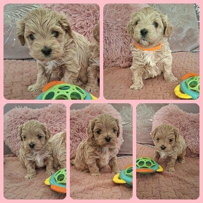 Maltipoo F1- biszkoptowe, badania genetyczne od 19 grudnia