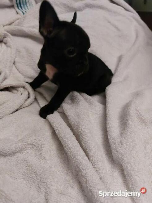 Śliczne szczeniaki buldogi francuskie Suczki