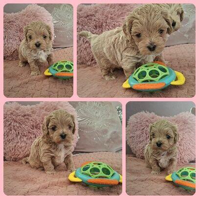 Maltipoo F1- biszkoptowe, badania genetyczne od 19 grudnia