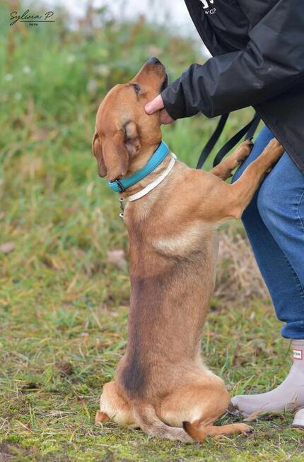 Bazyl - młody, łagodny i energiczny