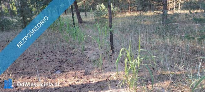 SPRZEDAM BEZPOŚREDNIO DZIAŁKI BUDOWLANE W PUSZCZY NOTECKIEJ 50 KM OD POZNANIA