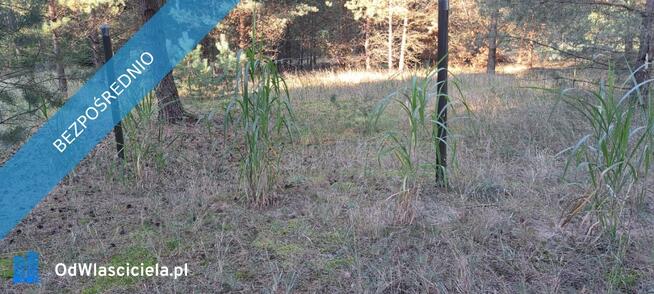 SPRZEDAM BEZPOŚREDNIO DZIAŁKI BUDOWLANE W PUSZCZY NOTECKIEJ 50 KM OD POZNANIA