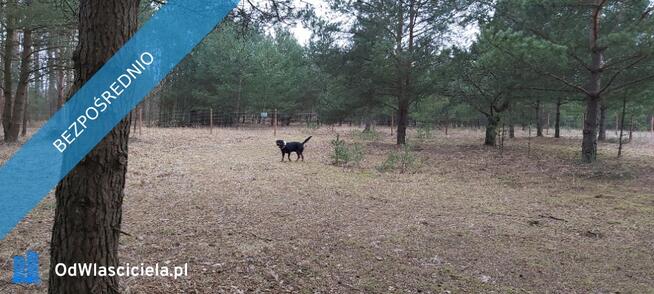 SPRZEDAM BEZPOŚREDNIO DZIAŁKI BUDOWLANE W PUSZCZY NOTECKIEJ 50 KM OD POZNANIA