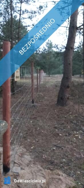 SPRZEDAM BEZPOŚREDNIO DZIAŁKI BUDOWLANE W PUSZCZY NOTECKIEJ 50 KM OD POZNANIA