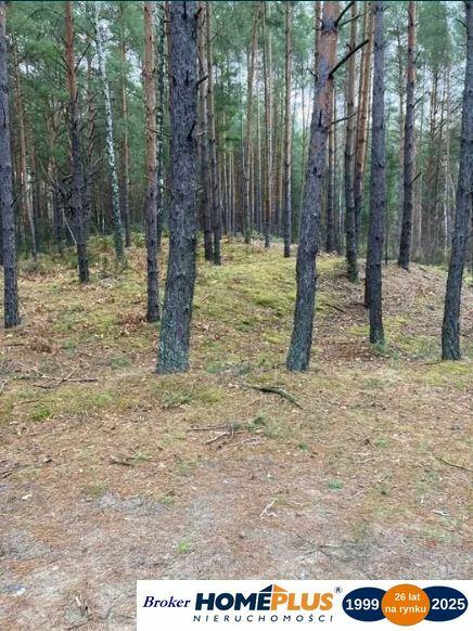 Działka leśna 2,31 ha, w Łosie koło Radzymina