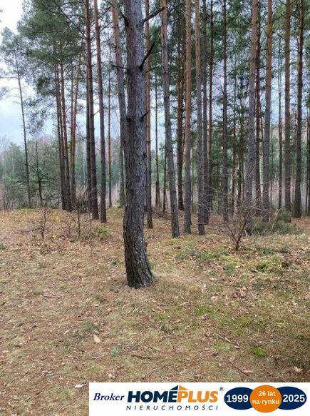 Działka leśna 2,31 ha, w Łosie koło Radzymina