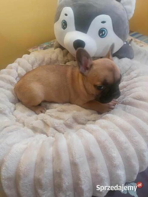 Suczki buldog francuski