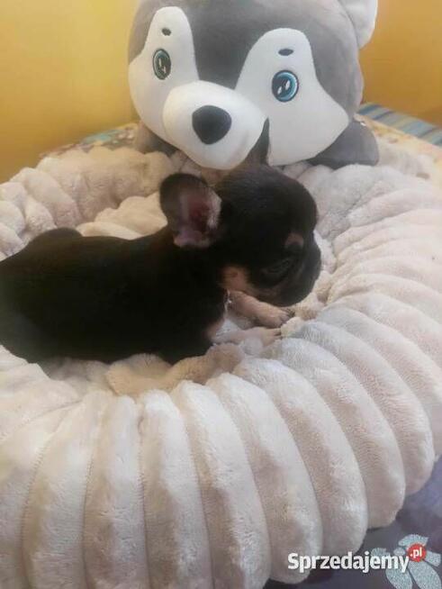 Suczki buldog francuski