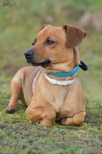 Bazyl - młody, łagodny i energiczny