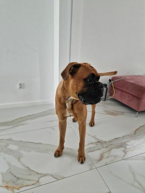 Rasowy roczny bokser