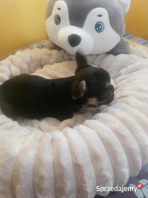Suczki buldog francuski