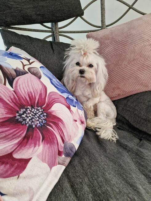 Odchowana sunia maltanczyk xxs 2kg Mia