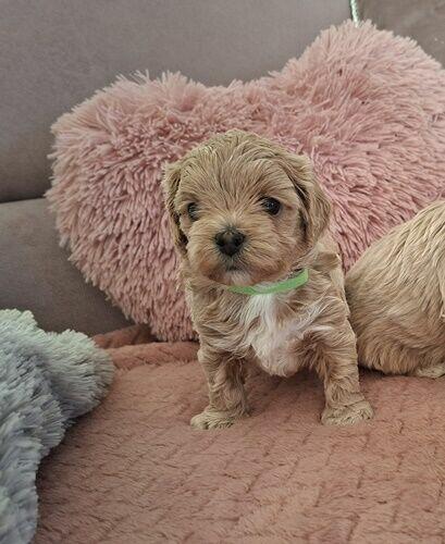 Maltipoo F1- biszkoptowe, badania genetyczne od 19 grudnia