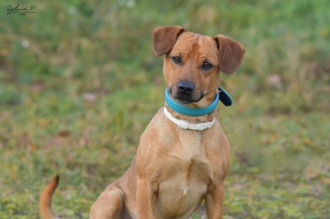 Bazyl - młody, łagodny i energiczny