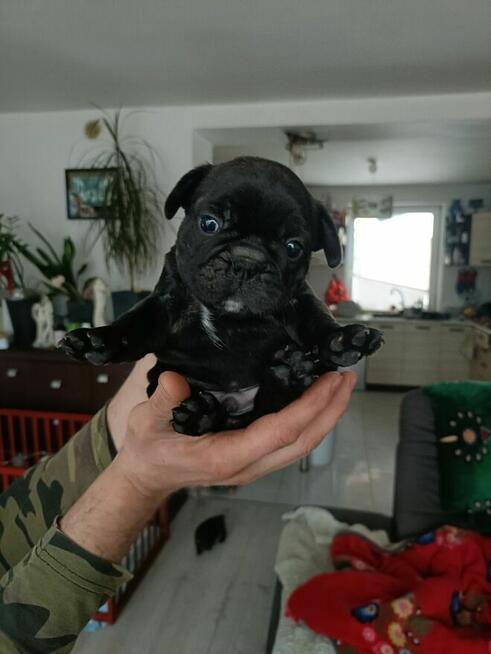 Buldog Francuski szczenięta