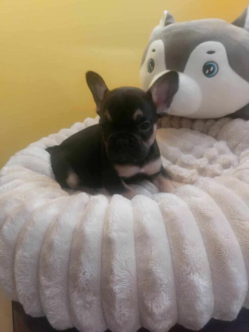 Suczki buldog francuski