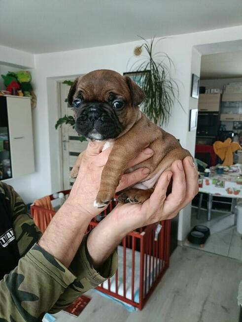 Buldog Francuski szczenięta