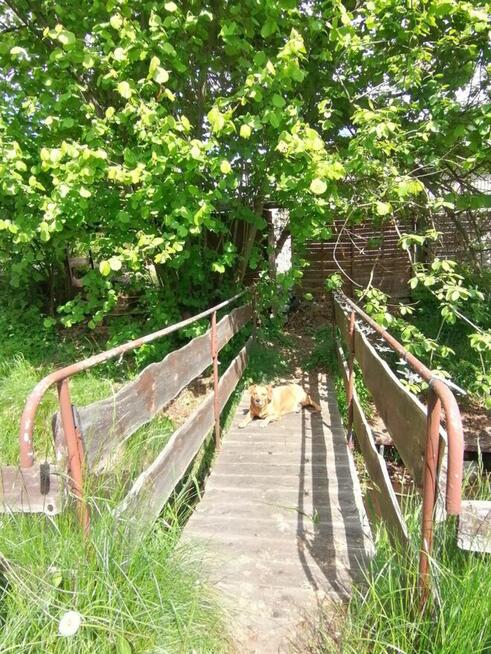 Działka rekreacyjna ROD nad strumykiem