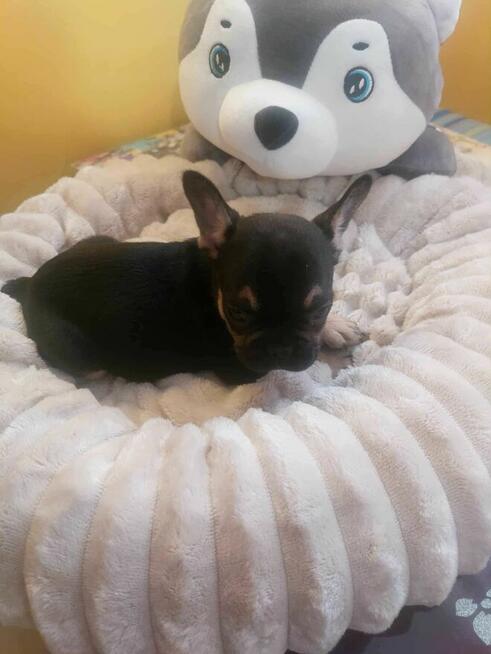 Szczeniak buldog francuski