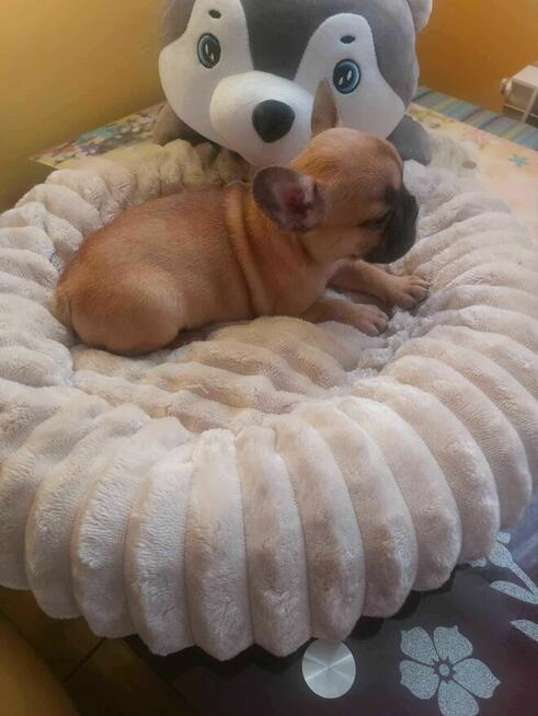 Suczki buldog francuski