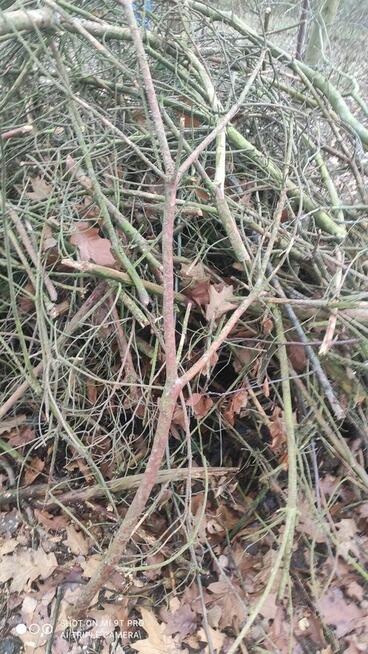 Oddam gałęzie po wycince sosny