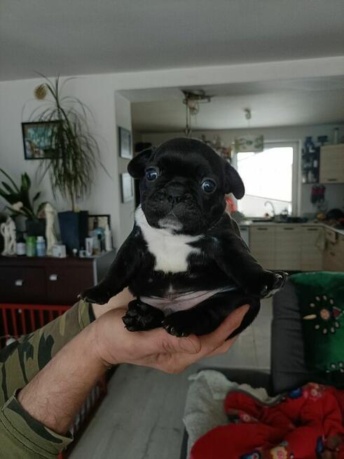 Buldog Francuski szczenięta