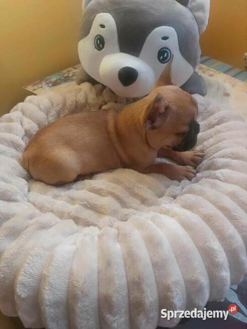 Suczki buldog francuski