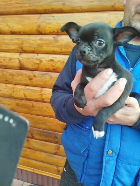 Piesek chihuahua