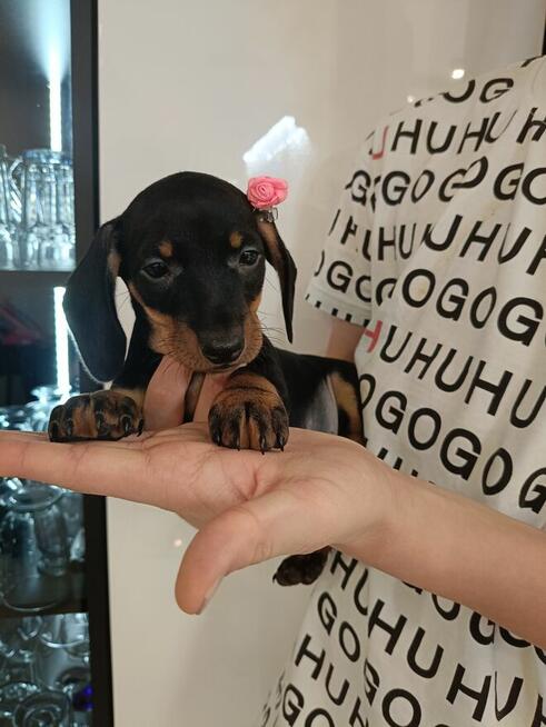 Jamnik, jamniki, sunia, jamniczka