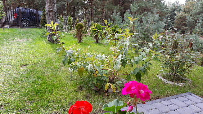 Wiktorowo - działka budowlana pod lasem