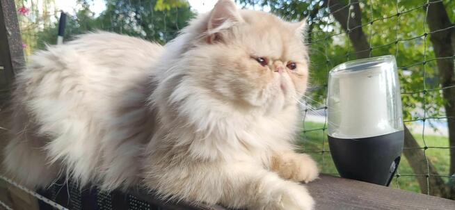 Kocurek perski 3.5 miesieczne