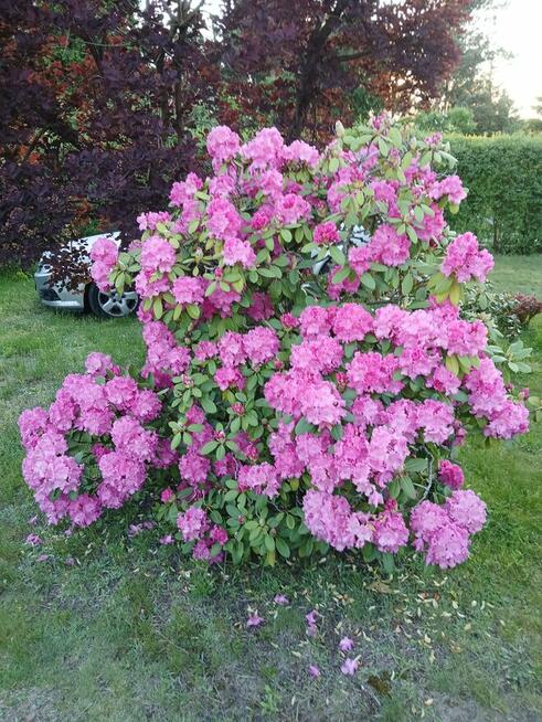 Dzialka Rod OkAzJa , MeGa ZaDbAnA