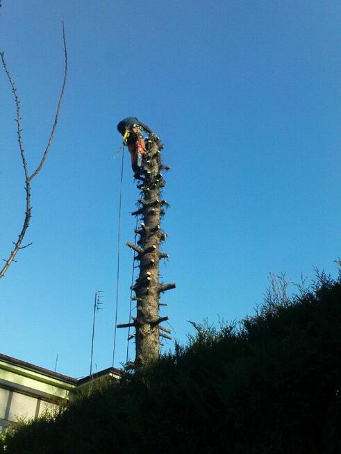 Wycinka drzew oraz krzewów