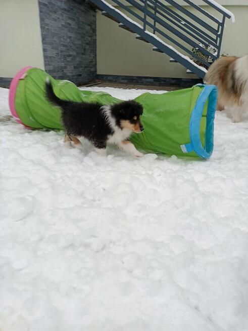 Owczarek szkocki długowłosy Collie FCI szczenięta