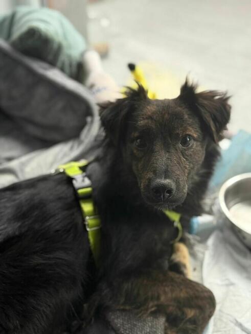 OREO młody piesek szuka domu