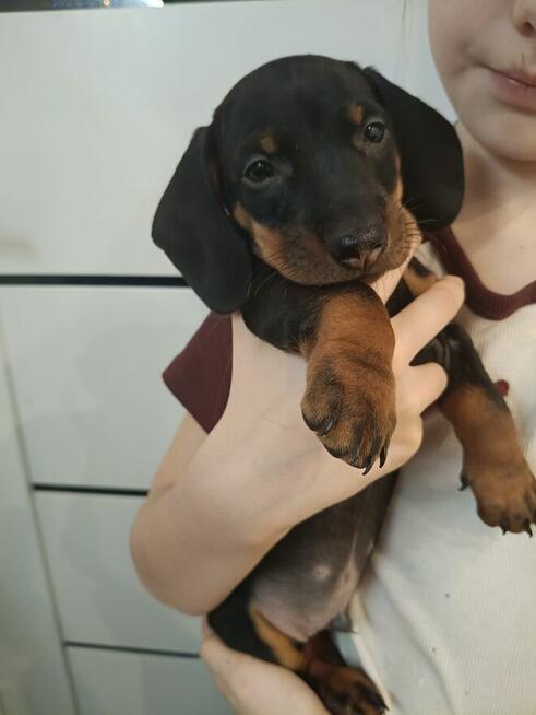 Jamnik, jamniki, sunia, jamniczka