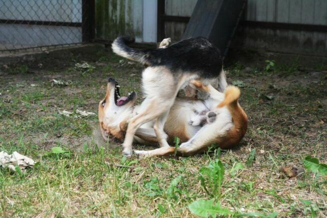 Daj Bryziowi szansę… On odda Ci całą miłość, jaką ma