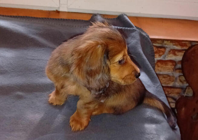 Jamniki długowłose miniaturowe i królicze