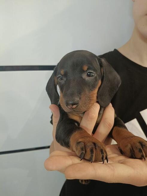 Jamnik, jamniki, sunia, jamniczka