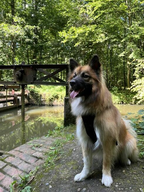 Oddam psa. Islandzki szpic pasterski