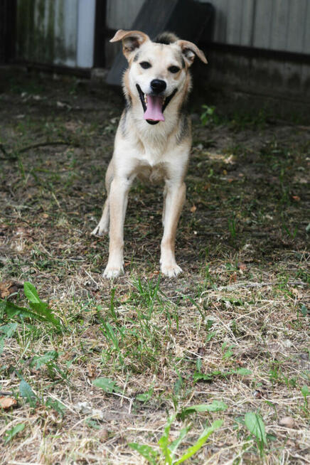 Daj Bryziowi szansę… On odda Ci całą miłość, jaką ma