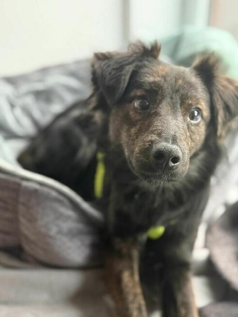 OREO młody piesek szuka domu