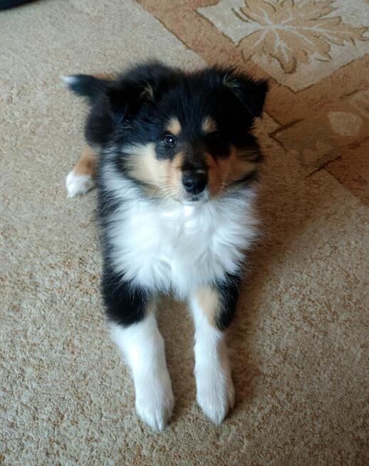 Owczarek szkocki długowłosy Collie FCI szczenięta