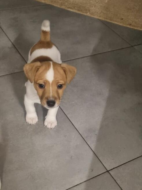 Sprzedam szczeniaki Jack russell terrier