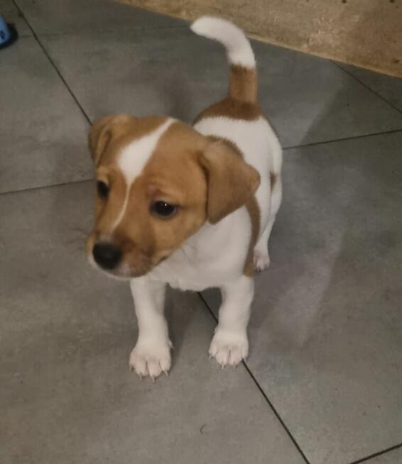 Sprzedam szczeniaki Jack russell terrier