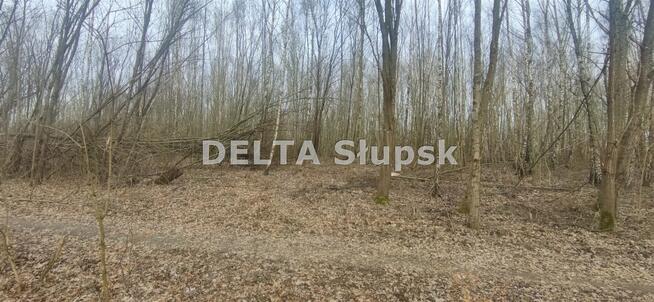 Działka budowlana Bolesławice gm. Kobylnica, Wiązowa