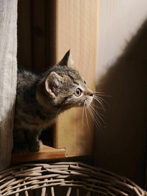 Kocurki dachowce kotki domowe małe kot do adopcji darmo