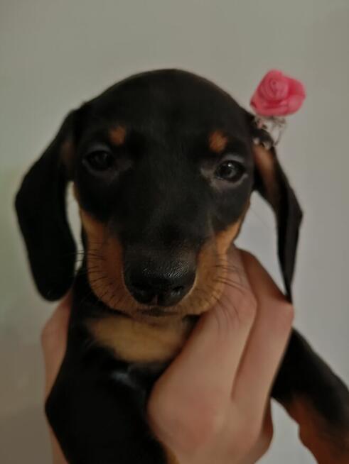 Jamnik, jamniki, sunia, jamniczka