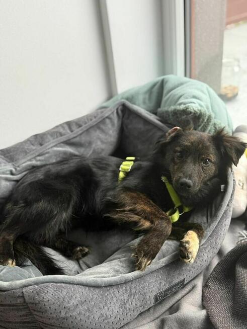 OREO młody piesek szuka domu